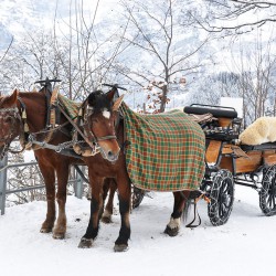 Winterurlaub – Mauterndorf – Pferdeschlittenfahrten