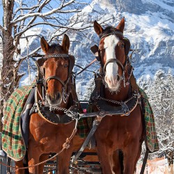 Winterurlaub – Mauterndorf – Pferdeschlittenfahrten