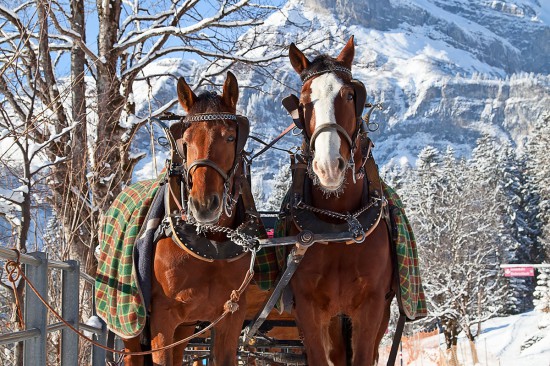 Winterurlaub - Mauterndorf - Pferdeschlittenfahrten